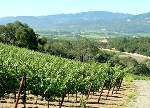 Merryvale vineyard